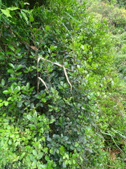 Eriophyes inermae
