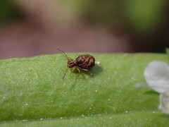 Dicyrtomina