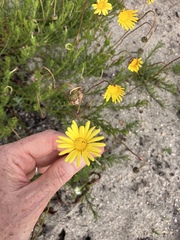 Ursinia paleacea
