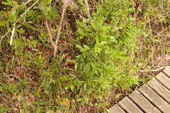 Ochna arborea