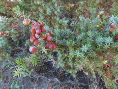 Juniperus macrocarpa