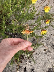 Ursinia paleacea