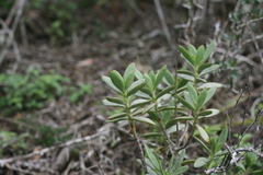 Crassula cultrata