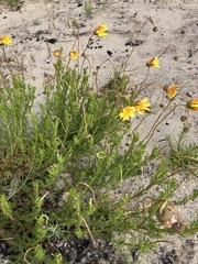Ursinia paleacea
