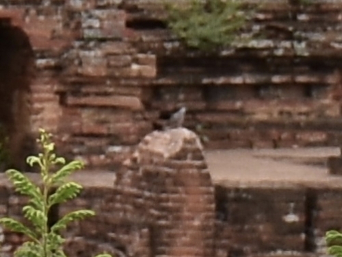 Burmese Collared Dove (Streptopelia xanthocycla), photo 8