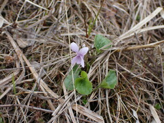 Viola palustris