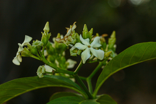 Voacanga africana image