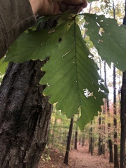Quercus montana