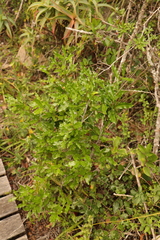 Ochna arborea