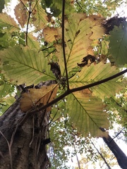 Quercus montana