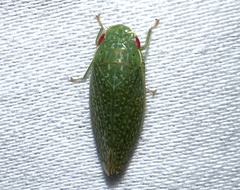 Rugosana querci