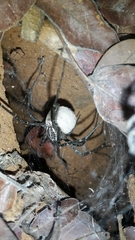 Euprosthenops