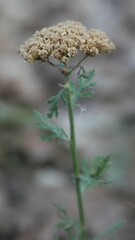Achillea ligustica