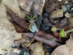 Ploeogaster