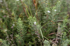 Teucrium trifidum