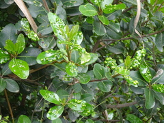 Eriophyes inermae