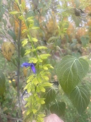 Salvia