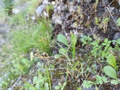 Angiospermae