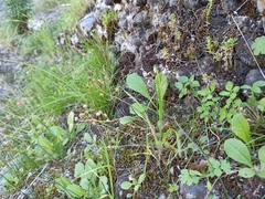 Angiospermae