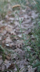 Achillea ligustica