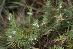 Teucrium trifidum