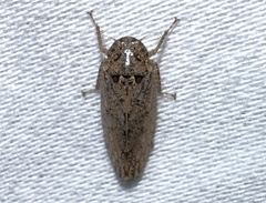 Curtara insularis