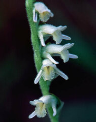 Spiranthes vernalis