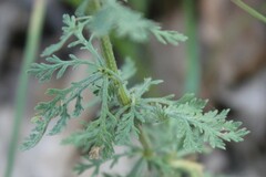 Achillea ligustica