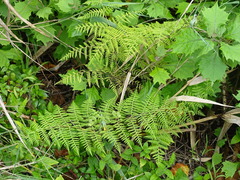 Pteridium aquilinum capense