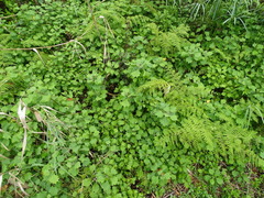 Gymnanthemum capense