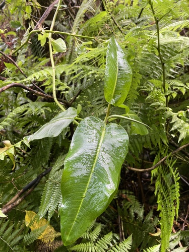 Rumex giganteus observed 2022-10-25