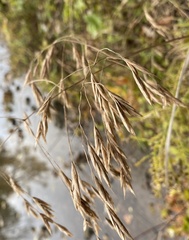 Bromus latiglumis