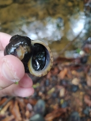 Asolene crassa
