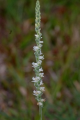 Spiranthes vernalis