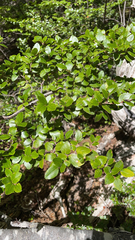 Nothofagus betuloides