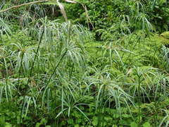 Cyperus textilis