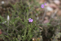 Jamesbrittenia microphylla