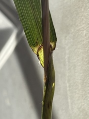 Bromus latiglumis