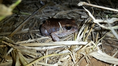 Arthroleptis stenodactylus