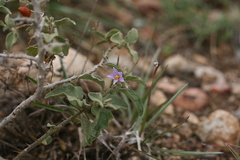 Solanum tomentosum