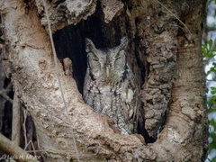 Megascops asio mccallii