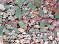 Euphorbia pediculifera
