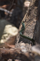 Drymobius margaritiferus
