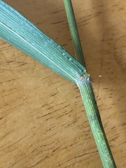 Bromus latiglumis