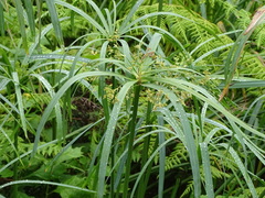 Cyperus textilis