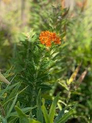 Asclepias tuberosa