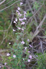 Clinopodium