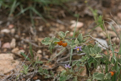 Solanum tomentosum
