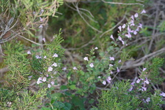 Clinopodium