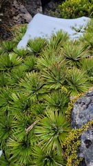 Aciphylla congesta